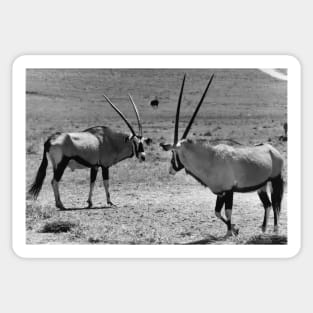 Vintage Photo of Gemsbok Sticker